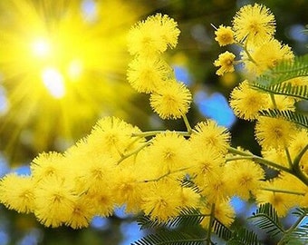 Acacia dealbata - Silver Wattle - Yellow mimosa - 20 Seeds