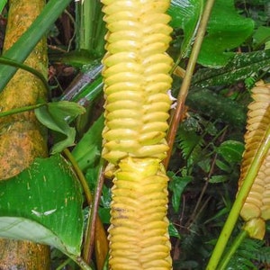 Calathea Crotalifera Yellow ' Rattleshaker ' Exotic Rattlesnake 5 Seeds RARE image 2