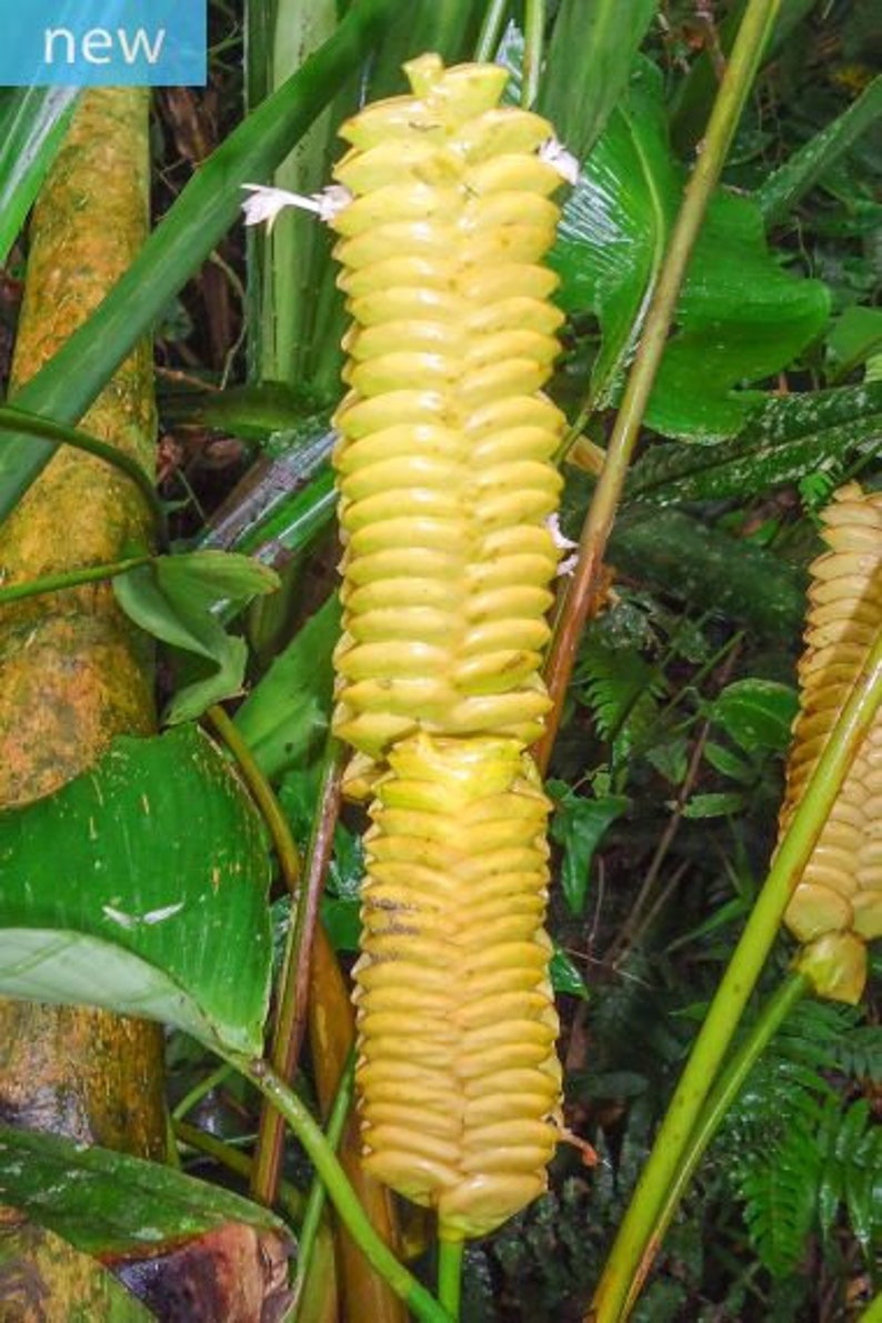 Calathea Crotalifera Yellow ' Rattleshaker ' Exotic Rattlesnake 5 Seeds RARE image 2