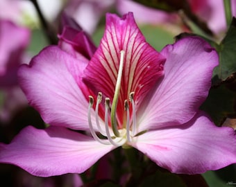 Puede incluir: Una flor de tonos rosa y violeta vibrantes con cinco pétalos anchos y delicados. El pétalo central presenta venas de color magenta intenso sobre un fondo crema, rodeado de estambres blancos delgados con pequeñas anteras oscuras.