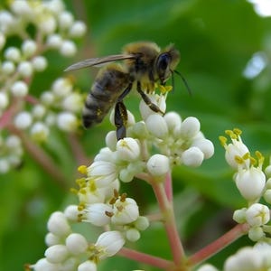 Peut inclure: Une abeille récolte du pollen sur des fleurs blanches avec des centres jaunes. L'abeille est brune et noire avec un corps duveteux. Les fleurs sont regroupées sur une tige verte.