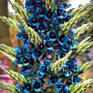 Puya alpestris - Etsy 日本