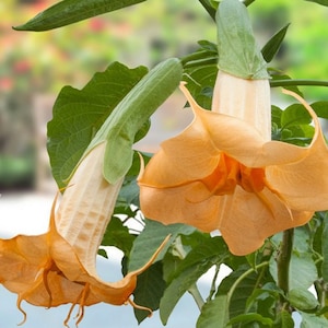 Brugmansia suaveolens Naranja (25 semillas)