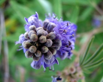 50 Vitex agnus-castus Seeds - Tree of chaste