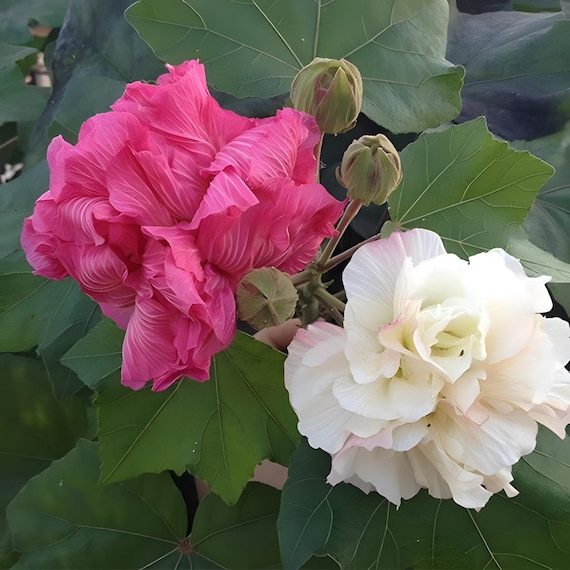 Buy Hibiscus Mutabilis Seeds, Confederate Rose, Dixie Rose, Cotton  Rosemallow - 5 to 20 Online in India - Etsy