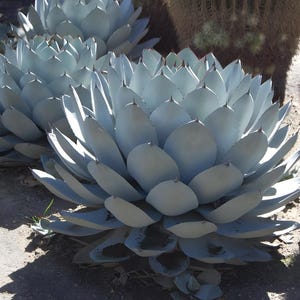 Agave parryi subsp. parryi, Parry&#39;s Agave, Mescal Agave, Century Plant, Maguey - 10 Seeds