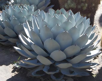 祈る手 マンガベ スタータープラント アガベ/マンフレダのハイブリッド