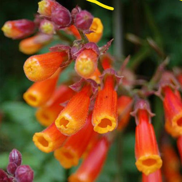 Chile Glory Vine Mix - 300 SEEDS - Eccremocarpus Scaber - FLOWER