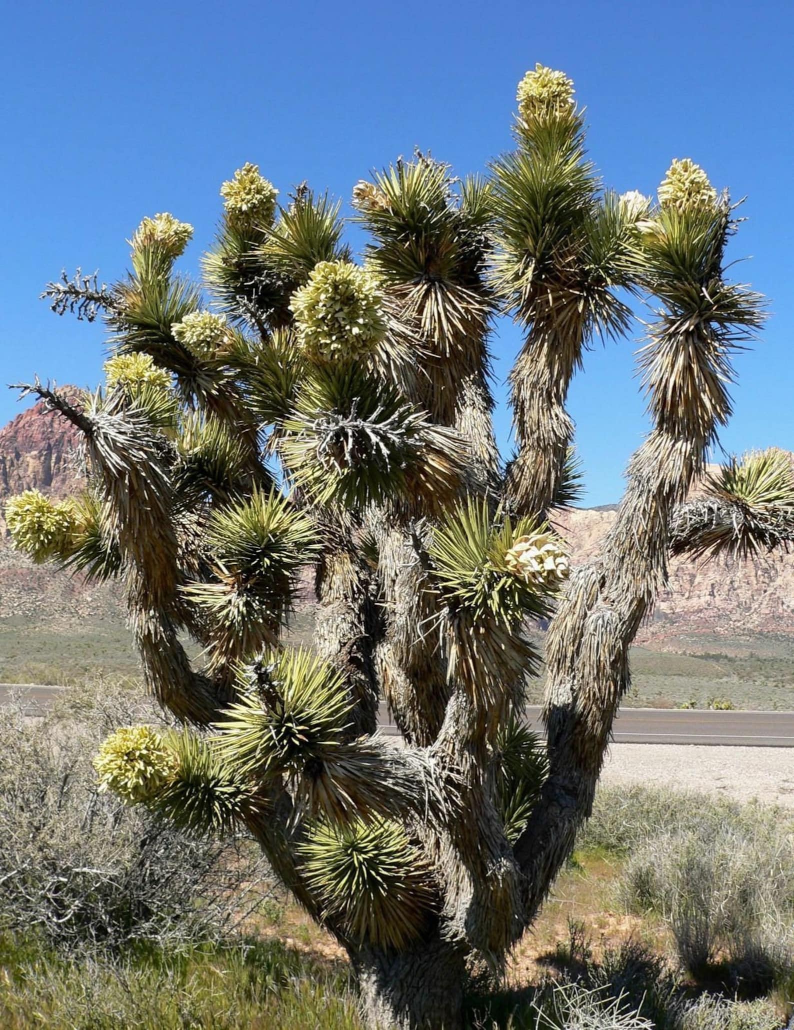 5 Yucca Brevifolia Seeds JOSHUA TREE Palm Tree White Flowers Etsy