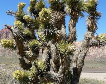 現物「ユッカ・ブレビフォリア」７号　ジョシュアツリー Yucca brevifolia Joshua Tree モハーベ砂漠原産のユッカ ブレビ