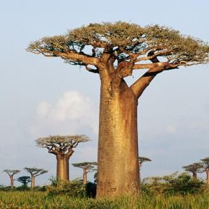 Adansonia grandidieri – Baobab Grandidier - baobab del Madagascar - 3 semi