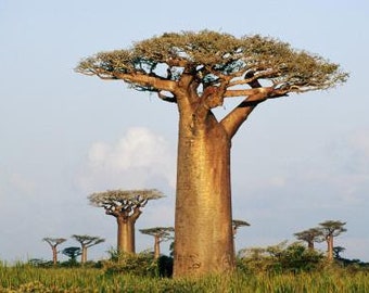 Adansonia grandidieri – Grandidier Baobab - madagascar baobab - 3 Semillas