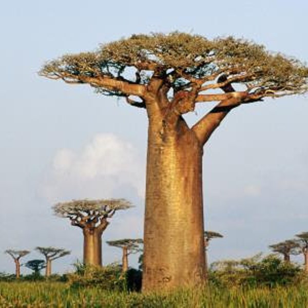 Adansonia grandidieri – Grandidier Baobab - madagascar baobab - 3 Graines