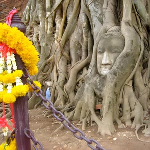 Ficus religiosa 200 Seeds, Sacred Fig Buddha Peepal Pipul Bodhi Tree