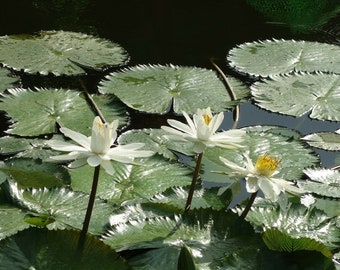 Nymphaea pubescens white - Hairy Water Lily - 10 Seeds