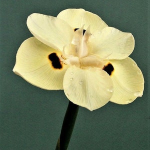 10 Dietes Bicolor Seeds YELLOW AFRICAN IRIS Fortnight Lily Butterfly Flag Flower Seeds image 9