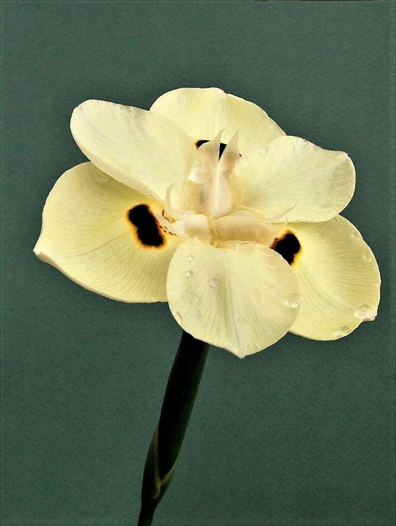 10 Dietes Bicolor Seeds YELLOW AFRICAN IRIS Fortnight Lily Butterfly Flag Flower Seeds image 9