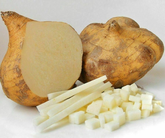10 seed potato bean pachyrhizus erosus yam bean mexican potato seeds - True Jicama