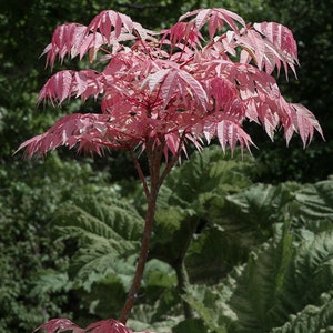 Toona Sinensis 'Flamenco' – Árbol De Caoba China 30 Semillas | Exótico Y Resistente