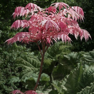 Toona Sinensis var. FLAMINGO Chinese toon, Chinese mahogany 30 Seeds image 2