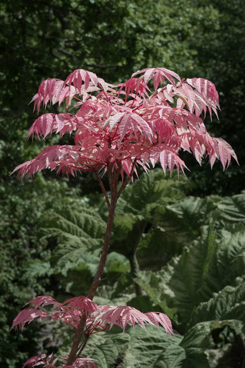 Toona Sinensis var. FLAMINGO Chinese toon, Chinese mahogany 30 Seeds image 2