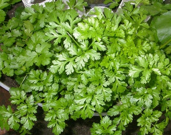 コリアンダー（Coriandrum sativum）、パクチー、チャイニーズパセリ