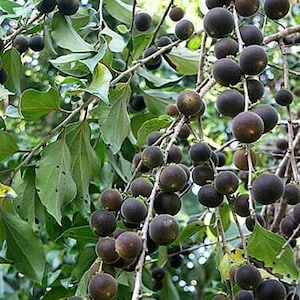 Dovyalis hebecarpa, Ceylon-Barbed Berry, CEYLON GOOSEBERRY, 15 Seeds