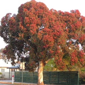 Eucalyptus leucoxylon 'Rosea' - Südaustralischer Blue Gum - 50 Samen