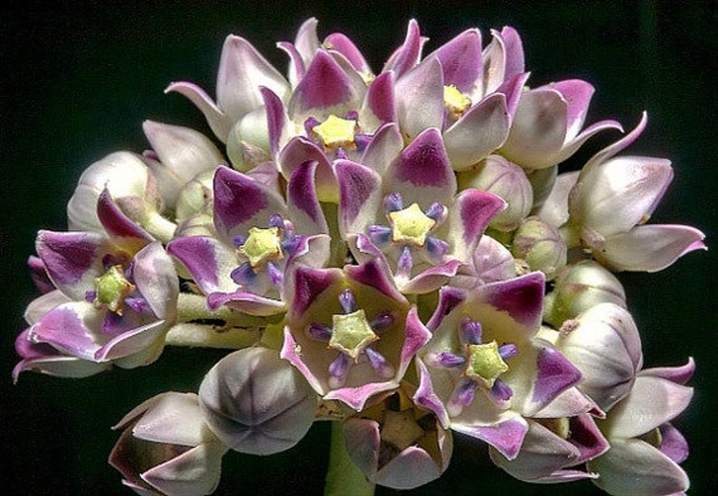 Calotropis gigantea purple Giant Milkweed, Crown Flower 5 Seeds image 5