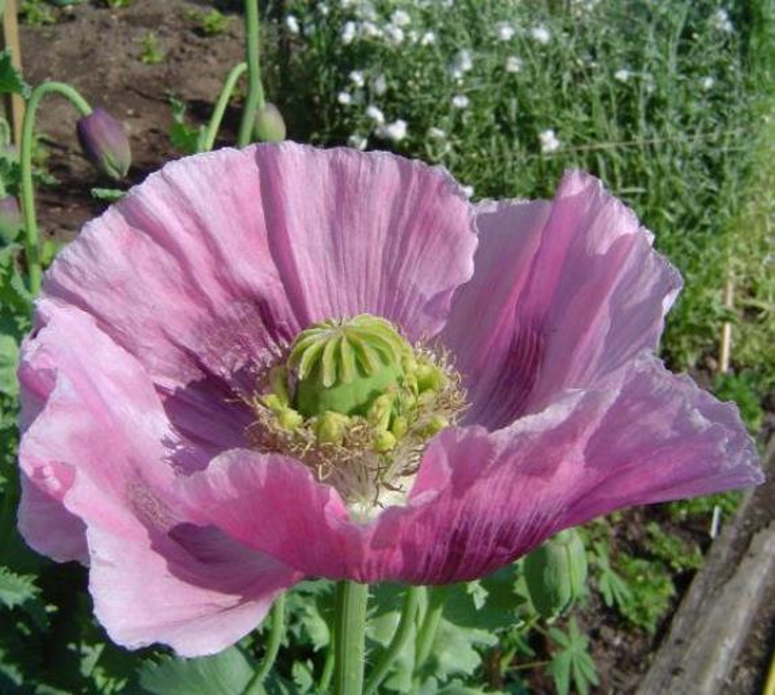 Hen & Chickens Poppy 600 Seeds / Papaver Somniferum Hen and Etsy