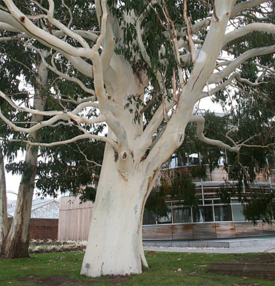 SEEDS 100 MAHOGANY GUM Eucalyptus Botroydes SEEDS 100 MAHOGANY GUM Eucalyptus Botroydes