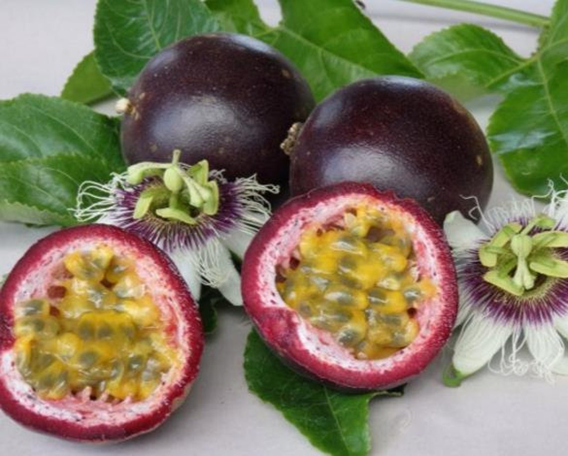 Passionflower Edulis (Edible) Passion Fruit - Végétal Design Qc - Foto 4
