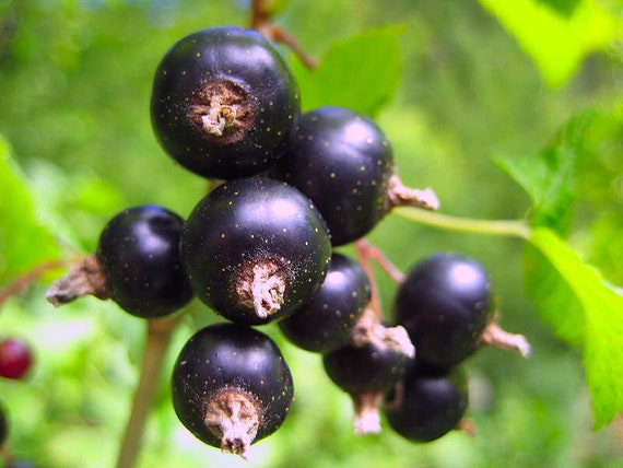 10 Aronia Melanocarpa Seeds 10 Aronia Melanocarpa Seeds