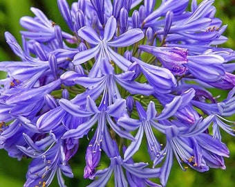 Agapanthus praecox Large Blue – Large Blue Lily of the Nile Seeds