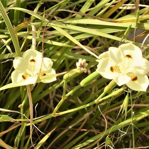 10 Dietes Bicolor Seeds YELLOW AFRICAN IRIS Fortnight Lily Butterfly Flag Flower Seeds image 6