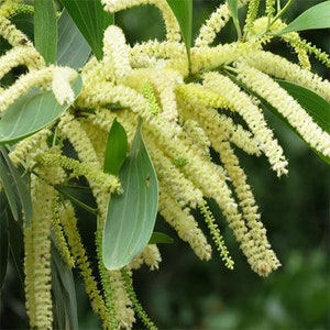 100 Acacia mangium Seeds, Black Wattle Seeds , Hickory Wattle, Mangium Seeds 画像 1