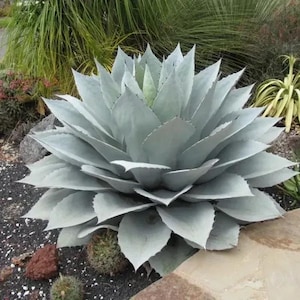 Agave ovatifolia 'Giant' 10 Seeds, Whale's Tongue Century Plant
