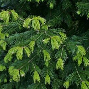 Abies pindrow West Himalayan Fir 20 Seeds image 4