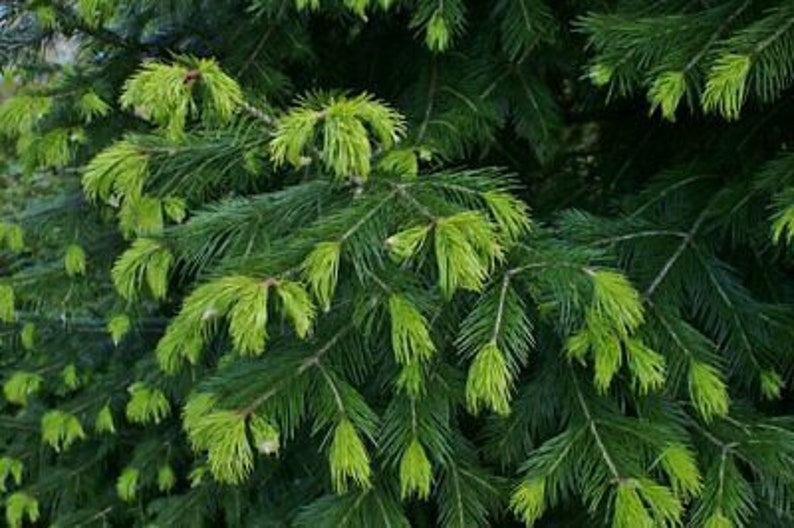 Abies pindrow West Himalayan Fir 20 Seeds image 4