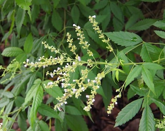 Vitex negundo 20 Semillas, Árbol Casto Chino De Cinco Hojas, Nirgundi, Herradura, Lagundi