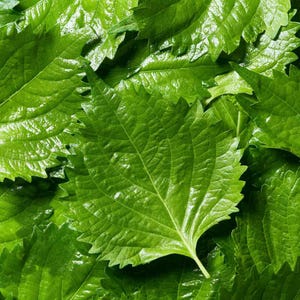 Perilla frutescens Samen, Shiso, Deulkkae, Beefsteak Pflanze, Perillablätter - 100 bis 1000