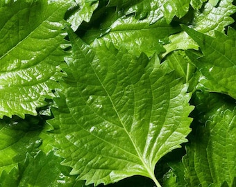 Semillas de Perilla frutescens, Shiso, Deulkkae, Planta de bistec, Hojas de Perilla - 100 a 1000