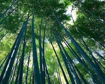 巨大なドラゴン竹の種子植物 Dendrocalamus sinicus - 50個入り竹の