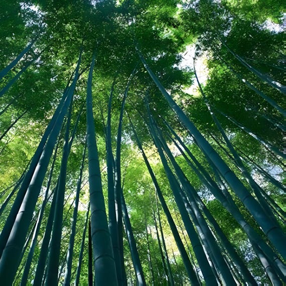 Bambusa Bambos Seeds, Bambusa Arundinacea, Giant Bamboo - 50 to 1000 - Etsy  Finland