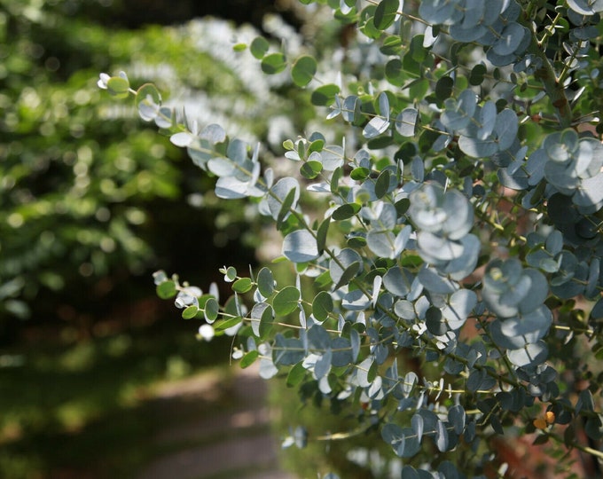 Eucalyptus gamophylla - Blue Mallee, Silver Dollar - 20 seeds.