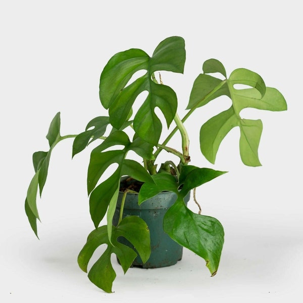 Rhaphidophora Tetrasperma - Mini Monstera - Philodendron "Ginny" - 20 Semillas