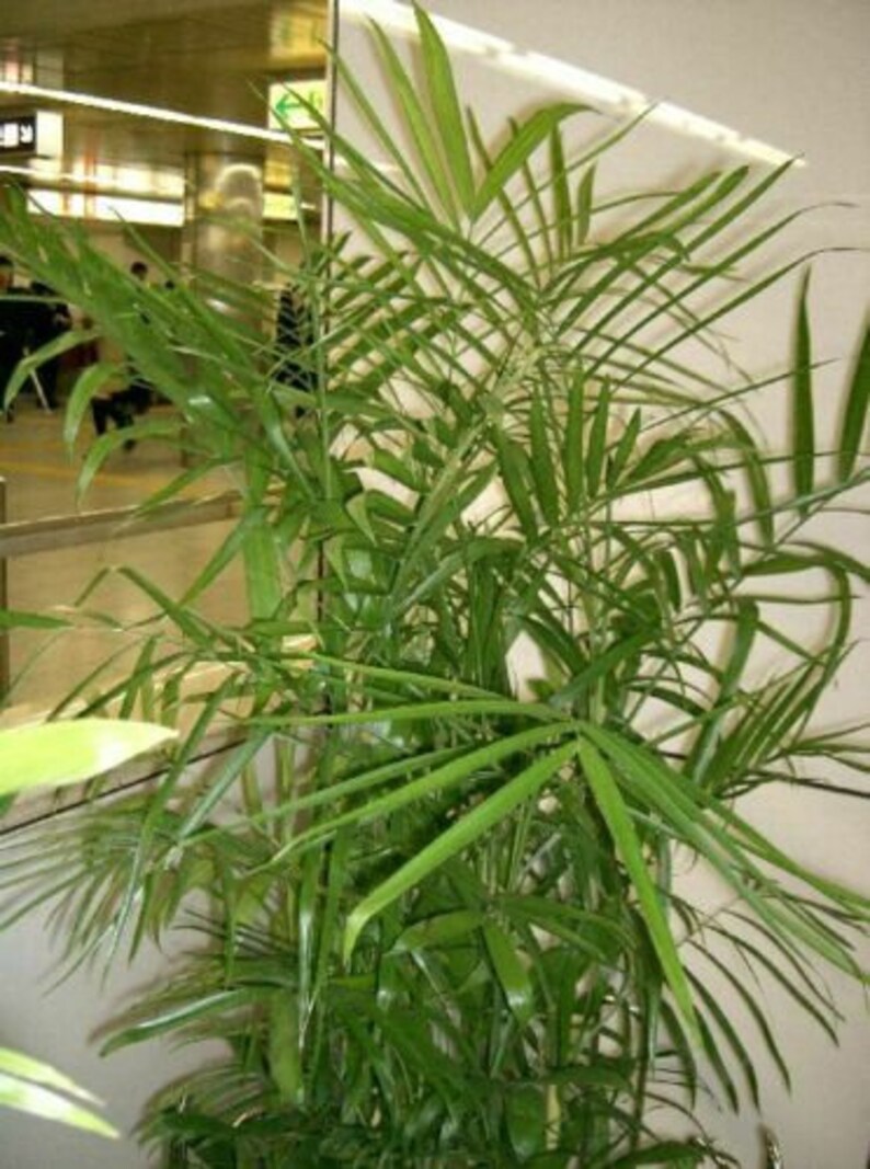 Chamaedorea seifrizii Bambu Palm Reed palms ornamental home Etsy