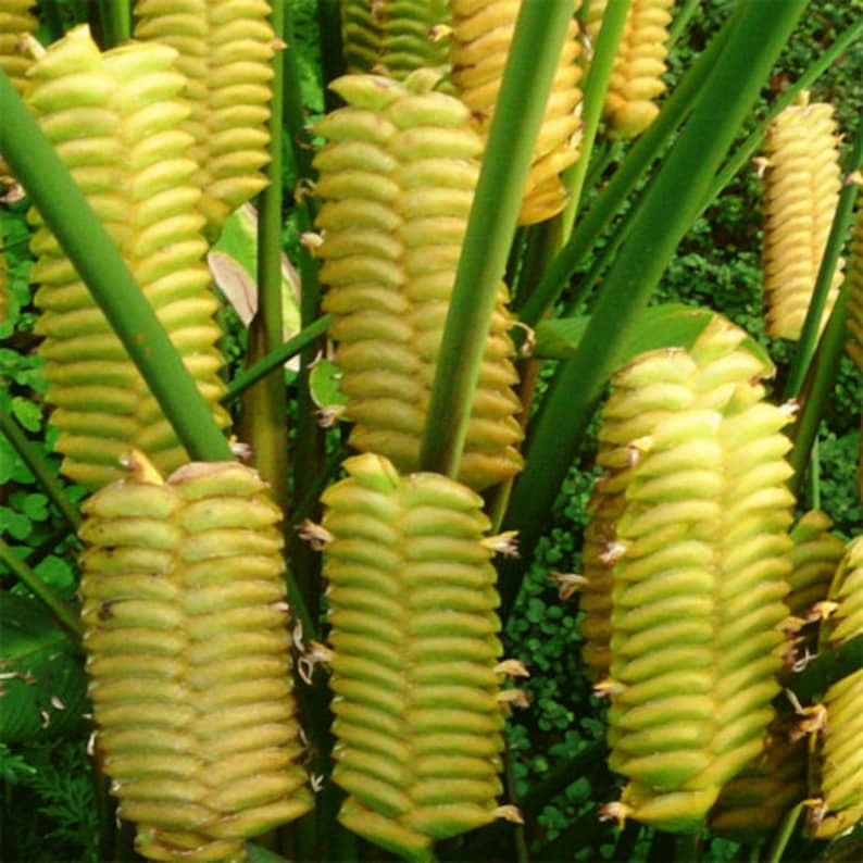 Calathea Crotalifera Yellow ' Rattleshaker ' Exotic Rattlesnake 5 Seeds RARE image 3