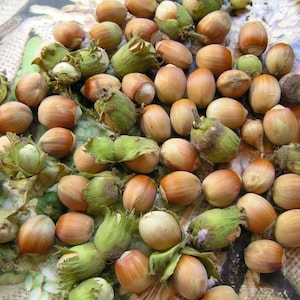 Corylus avellana seeds - Hazel Nuts - 10 Seeds
