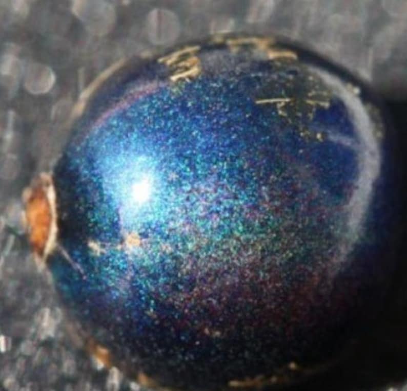 Pollia Condensata Metallic Blue Pearl 20 Seeds image 6